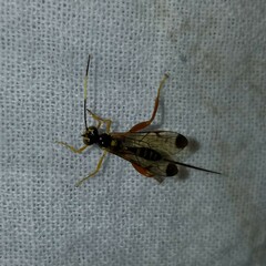 Spilopteron occiputale