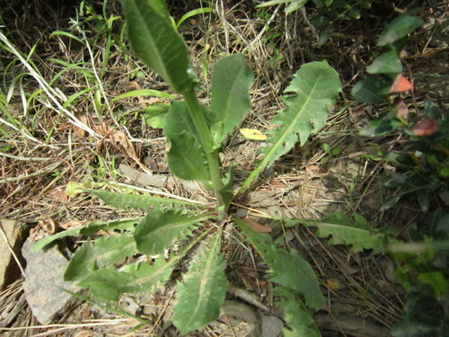 Crepis vesicaria subsp. stellata image