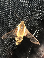Hemaris aethra