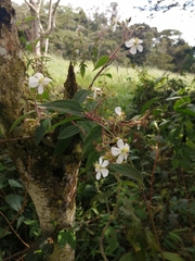 Chaetogastra ciliaris
