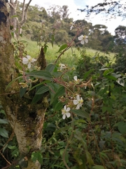 Chaetogastra ciliaris