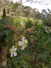 Chaetogastra ciliaris