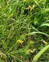 Carex scoparia image