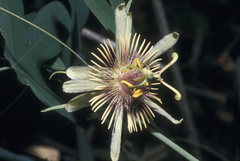 Passiflora jaenensis