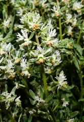 Reseda phyteuma phyteuma