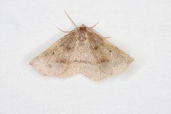 Metarranthis warneri