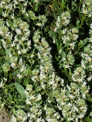 Reseda phyteuma phyteuma