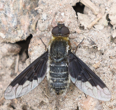 Hemipenthes seminiger