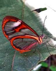 Ithomia agnosia zikani