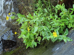 Arnica lanceolata