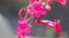 Penstemon clevelandii clevelandii
