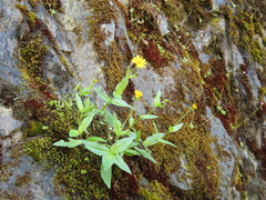 Arnica lanceolata