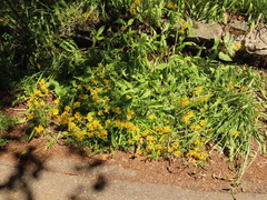 Arnica lanceolata
