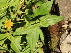 Arnica lanceolata