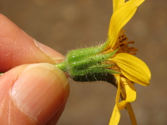 Arnica lanceolata