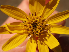 Arnica lanceolata