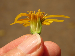 Arnica lanceolata