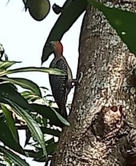 Melanerpes aurifrons