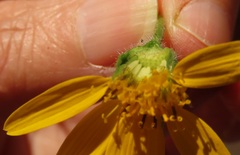 Arnica lanceolata