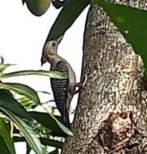 Melanerpes aurifrons