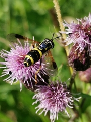 Chrysotoxum bicinctum