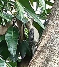 Melanerpes aurifrons