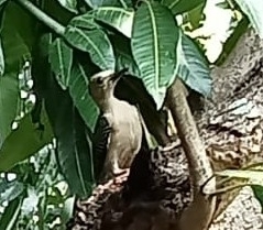 Melanerpes aurifrons