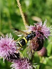 Chrysotoxum bicinctum