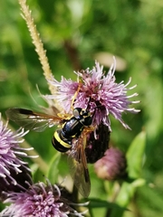Chrysotoxum bicinctum