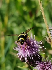 Chrysotoxum bicinctum
