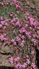 Saponaria sicula