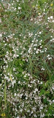 Gypsophila altissima