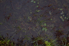 Utricularia ochroleuca