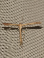 Stenoptilia bipunctidactyla