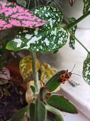 Pyrrhocoris apterus