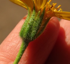 Arnica lanceolata