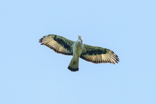 African Hawk-Eagle