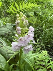 Platanthera shriveri