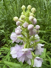 Platanthera shriveri