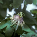 Passiflora jaenensis - Photo (c) BP Esquerre-Ibañez, osa oikeuksista pidätetään (CC BY-NC), lähettänyt BP Esquerre-Ibañez