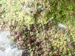 Hymenophyllum wilsonii