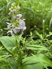 Platanthera shriveri