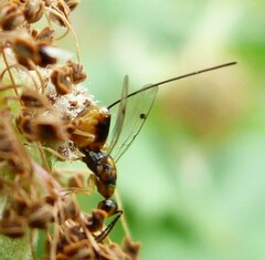 Megastigmus aculeatus