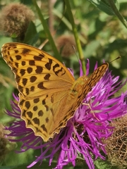 Argynnis paphia