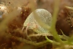 Utricularia ochroleuca