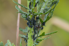 Aphis jacobaeae
