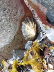 Patella ulyssiponensis