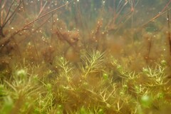 Utricularia ochroleuca