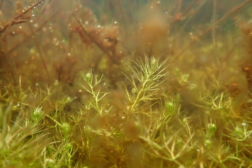 Utricularia ochroleuca iNat (3)