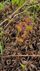 Drosera rotundifolia